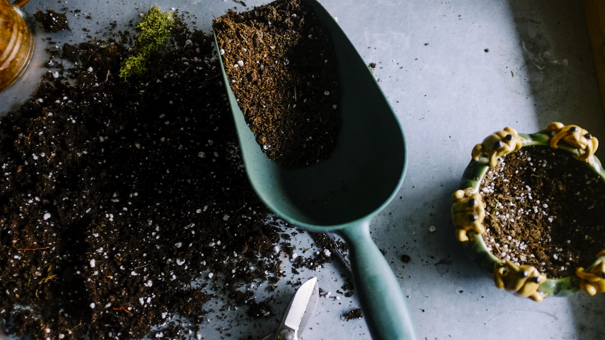 Raised community garden beds with herbs